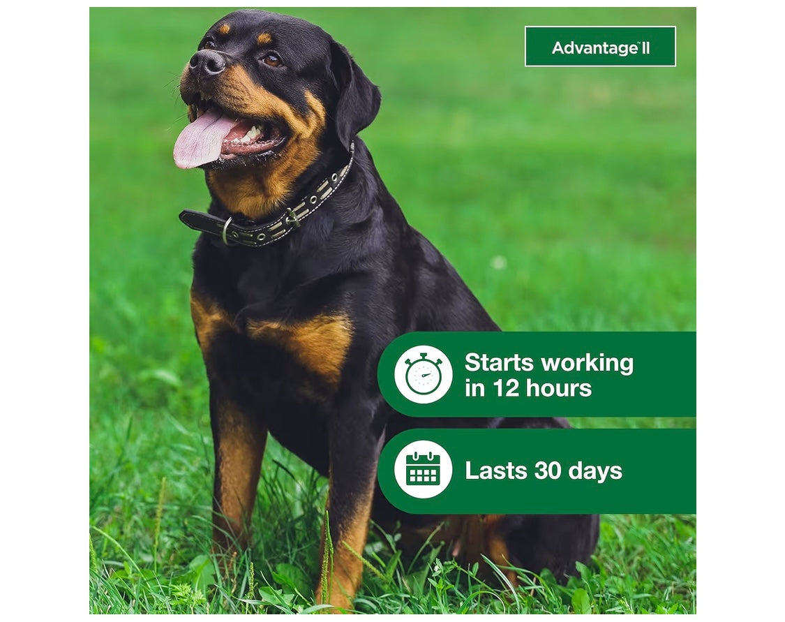 Advantage II XL Dog Vet-Recommended Flea Treatment & Prevention | Dogs Over 55 lbs. | 4-Month Supply