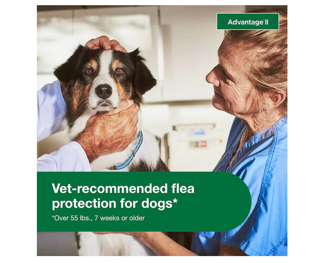 Advantage II XL Dog Vet-Recommended Flea Treatment & Prevention | Dogs Over 55 lbs. | 4-Month Supply